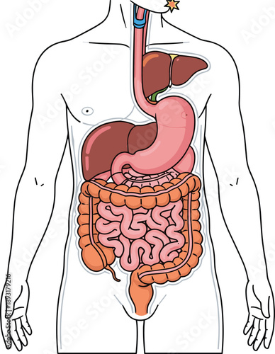 Detailed medical illustration of human digestive system anatomy showing stomach intestines and organs educational healthcare biology concept isolated on white background vector diagram