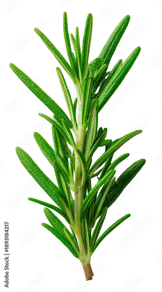 Fototapeta premium Fresh green rosemary sprig with needle-like leaves isolated on black backdrop