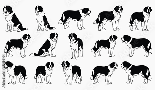 A collection of monochrome illustrations depicting saint bernard dogs in various poses