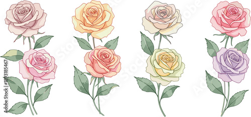 Watercolor rose flower set vector with pastel blooms, delicate petals and botanical floral design