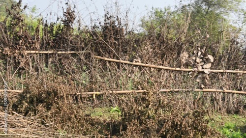 A fence made of dry branches in a field.  Farmers in rural India build such fences from branches to protect their crops from animals. This is a traditional farming practice. 
