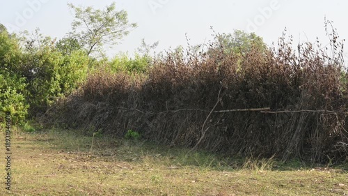 A fence made of dry branches in a field.  Farmers in rural India build such fences from branches to protect their crops from animals. This is a traditional farming practice. 