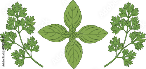 Fresh green herbs illustration set with basil leaves and parsley sprigs, natural organic seasoning plants, culinary ingredients botanical collection design