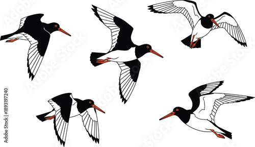 Flying oystercatcher bird illustration set, black and white shorebird in various wing positions, coastal wildlife drawing, migratory seabird artwork collection