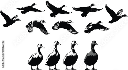 Flying duck silhouettes and standing geese illustration, detailed bird artwork, wildlife migration scene, waterfowl flock drawing for nature designs