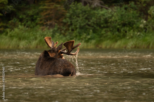Back Of Moose While Water Pours Off Antlers