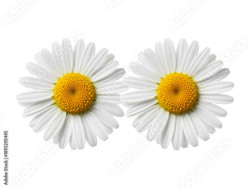 Contrasting Twin Daisies on Black Canvas Symbolizing Duality, Balance, and Minimalist Elegance in Nature