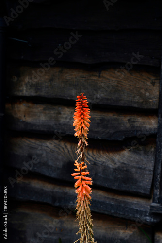 Close up spiky orange flowers of kniphofia timothy against a dark brown background.