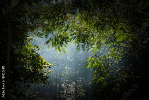 Smoke fill atmosphere of tropical jungle caused by human intervention when collecting honey from wild bees