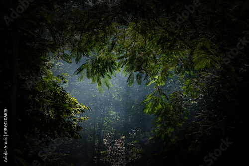 Smoke fill atmosphere of tropical jungle caused by human intervention when collecting honey from wild bees