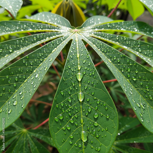 Raindrops on cassava leaves