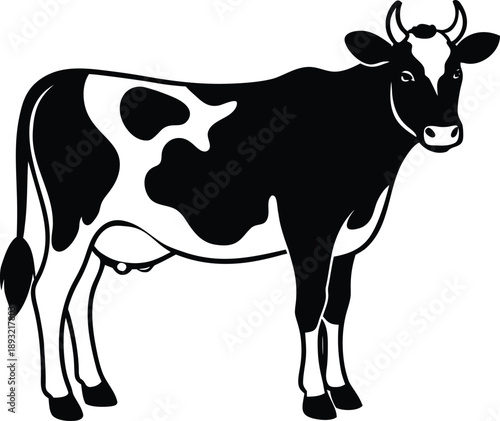 black and white cow