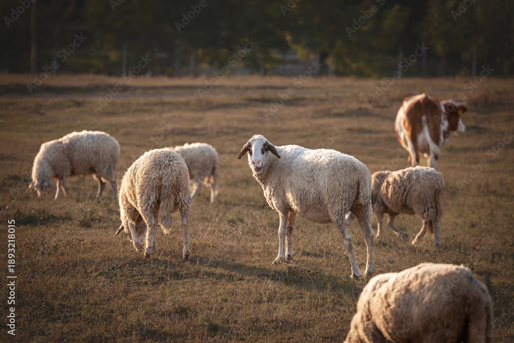 Fototapeta premium Sheep graze and stand on a dry pasture in Zasavica, Vojvodina, Serbia. Golden hour light shows the flock wool texture and the rural livestock farming. They're common farming animals, called ovis aries