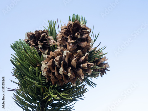 Close Up of a Bristlecone Pine Cone Against a Pale Blue Sky