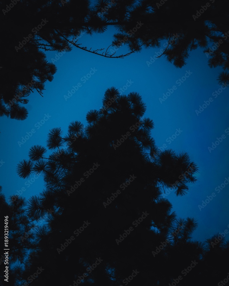Fototapeta premium Silhouetted tree tops against a deep blue twilight sky create a tranquil and mysterious atmosphere.