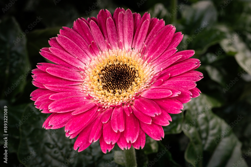 Obraz premium A striking, close-up photograph of vibrant purple African daisies (Osteospermum) in full bloom against a dark, natural background.