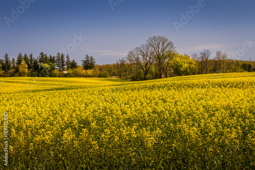 Photos A vibrant field of yellow rapeseed (canola or oilseed rape) flowers in full bloom, stretching into the distance with a backdrop of green trees and a clear blue sky