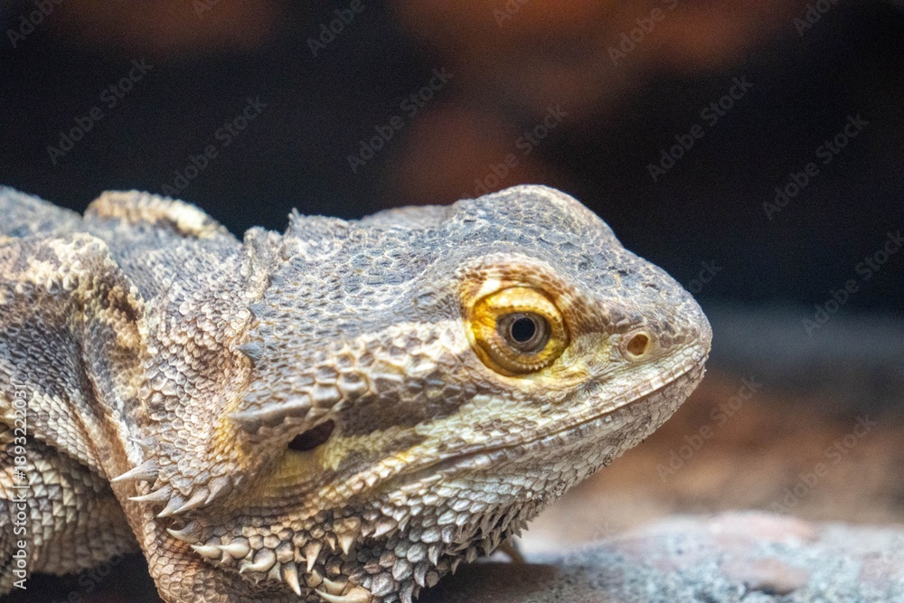 Fototapeta premium Bearded Dragon Close-Up (profile)