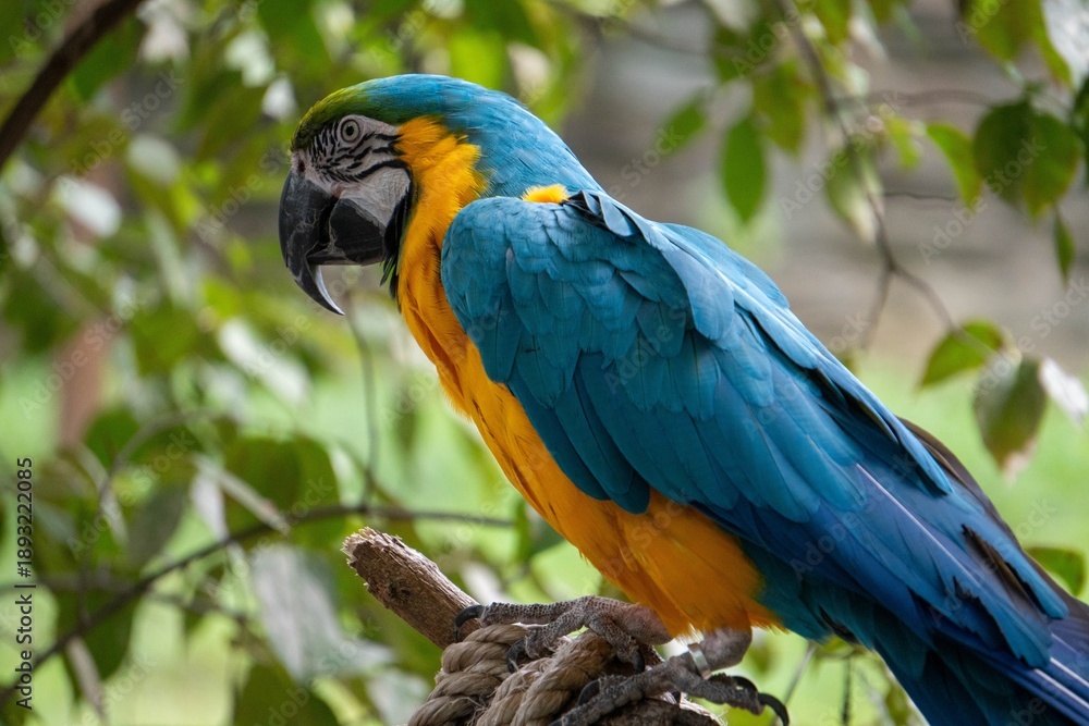Fototapeta premium Blue and Yellow Macaw