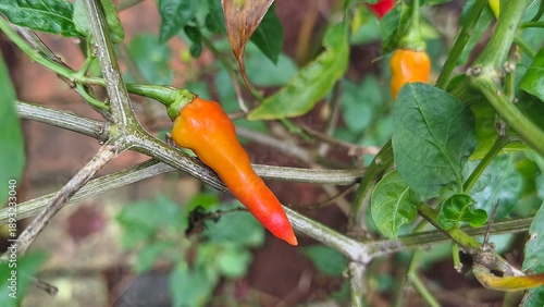 Fotografie Growing chili peppers plant with its ripe chilies in fresh green and red