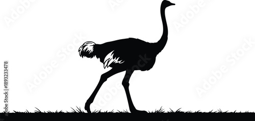 Silhouette of an ostrich walking in a grassy field during daytime, showcasing its distinctive long neck and legs, against a white background
