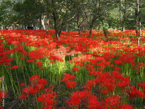 the beautiful red spider lily in Japan