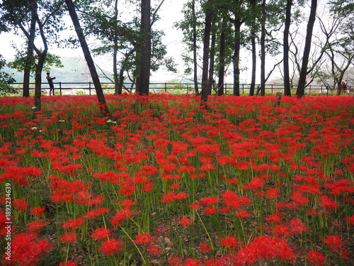 the beautiful red spider lily in Japan