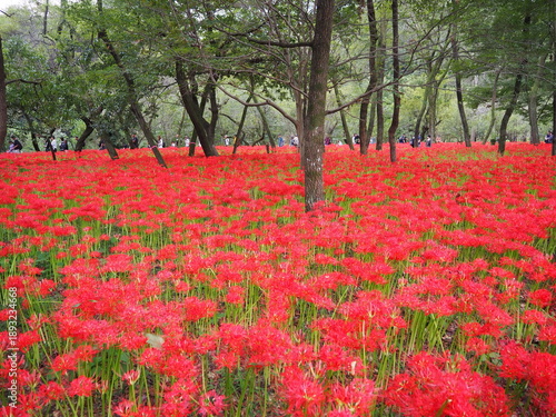 the beautiful red spider lily in Japan