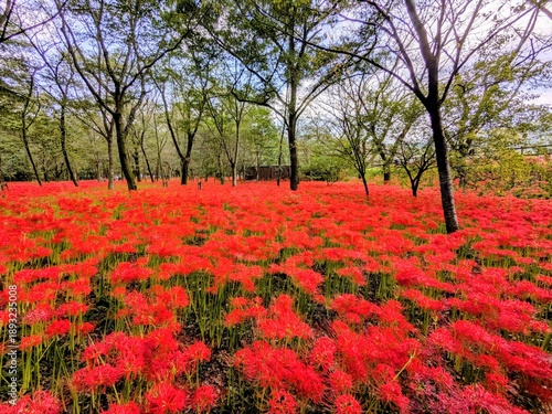 the beautiful red spider lily in Japan