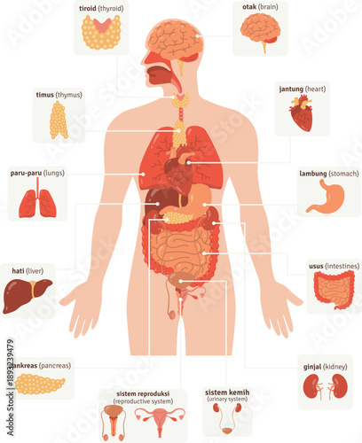 Human Anatomy Illustration with Organ Labels Detail