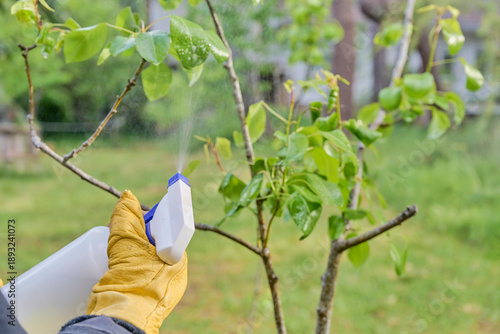 Close-up of a gloved hand applying a phytosanitary product with a sprayer on the leaves and branches of a small fruit tree to prevent pests and plant diseases.
