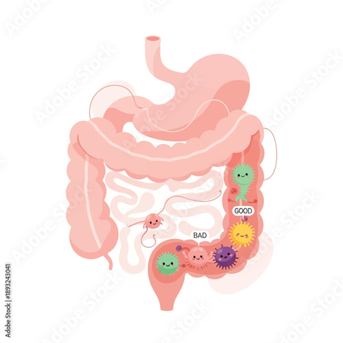 Human Digestive System with Gut Bacteria Illustration.