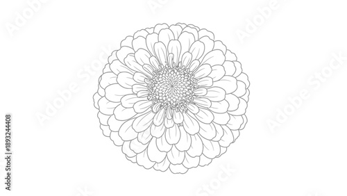 Detailed line art drawing of a zinnia flower with many petals arranged in a circular pattern, presented on a white background.