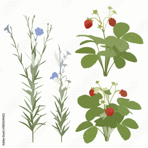Botanical 3D flax and fragaria plant set isolated on white background
