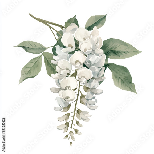 Watercolor painting of a delicate white wisteria flower cluster.