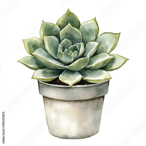 Watercolor painting of a potted succulent plant.
