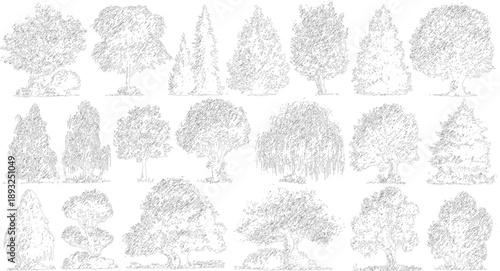 Collection of diverse trees in sketchy outline style Various deciduous and coniferous trees nature plant