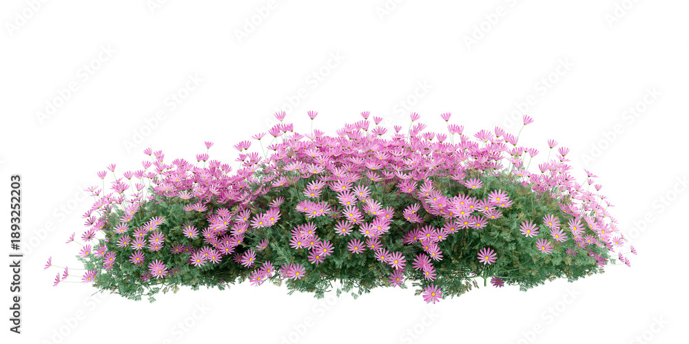 Obraz premium pink flowers shurbs isolated on white background