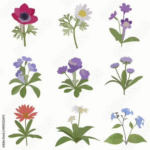 Botanical 3D flower collection isolated on white background anemone bellis babiana set