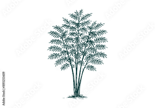 White Leadtree Hand Drawn Illustration Vector by AZ for Books, Arts, Design and Decoration Graphic Asset