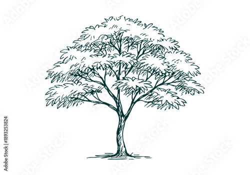 White Leadtree Hand Drawn Illustration Vector by AZ for Books, Arts, Design and Decoration Graphic Asset
