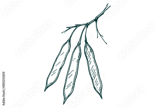 White Leadtree Hand Drawn Illustration Vector by AZ for Books, Arts, Design and Decoration Graphic Asset