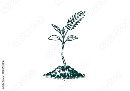 White Leadtree Hand Drawn Illustration Vector by AZ for Books, Arts, Design and Decoration Graphic Asset