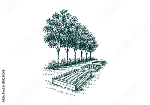 White Leadtree Hand Drawn Illustration Vector by AZ for Books, Arts, Design and Decoration Graphic Asset