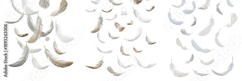 Collection of Soft White and Brown Feathers Falling and Floating Isolated on White Background