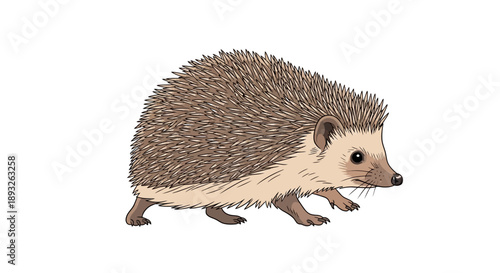 A cute, kawaii hedgehog illustration walking to the right on a clean white background, conveying a sense of cuteness and playfulness.