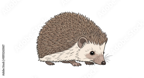 Illustration of a cute hedgehog in a kawaii design, against a clean white background, featuring a brown and white animal with a sweet expression.