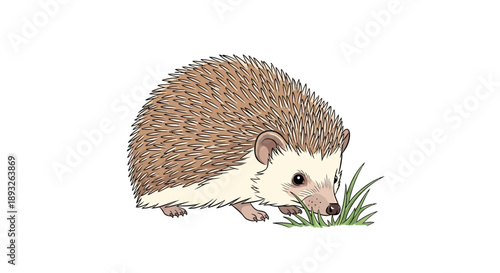 A cute, kawaii illustration of a hedgehog on a white background, symbolizing National Hedgehog Day with a design icon style, conveying a sense of animals and wildlife in a simple, vector