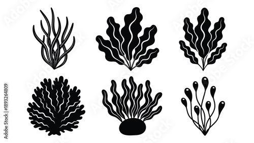 Collection of seaweed illustrations Vector