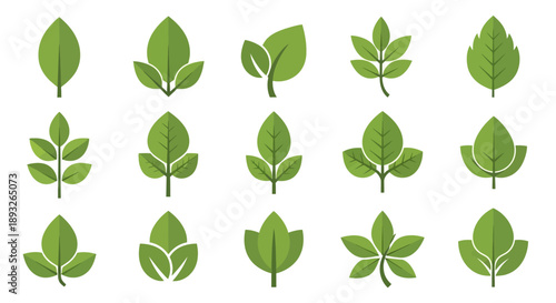 Various Green Leaves Illustration Collection.